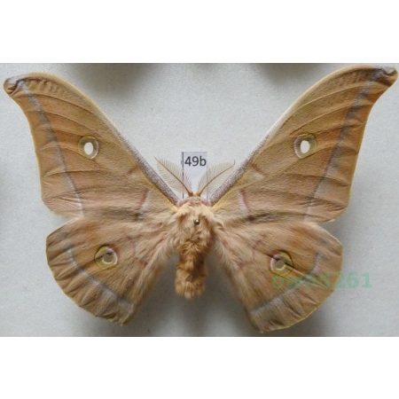 Antheraea pernyi (Guérin-Méneville, 1855) male ex. ovo China 98mm49b